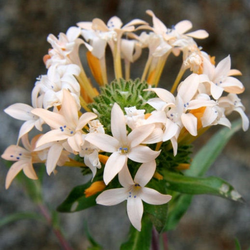 200 Phlox Large Flowered Collomia grandiflora Flower Seeds