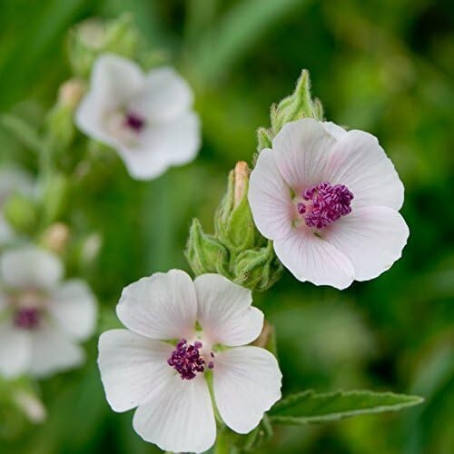 50+ seeds, Marshmallow Seeds, heirloom, open pollinated, Perennial, non-GMO