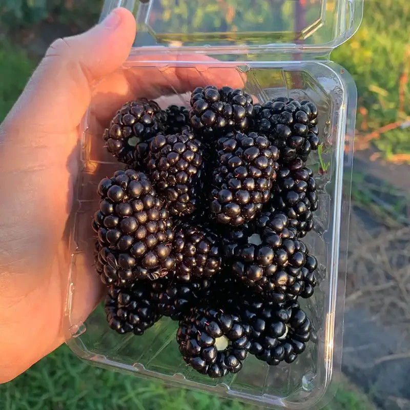 100+ Giant Thornless Blackberry Seeds Fruit Vegetable Seed Home Garden Plant