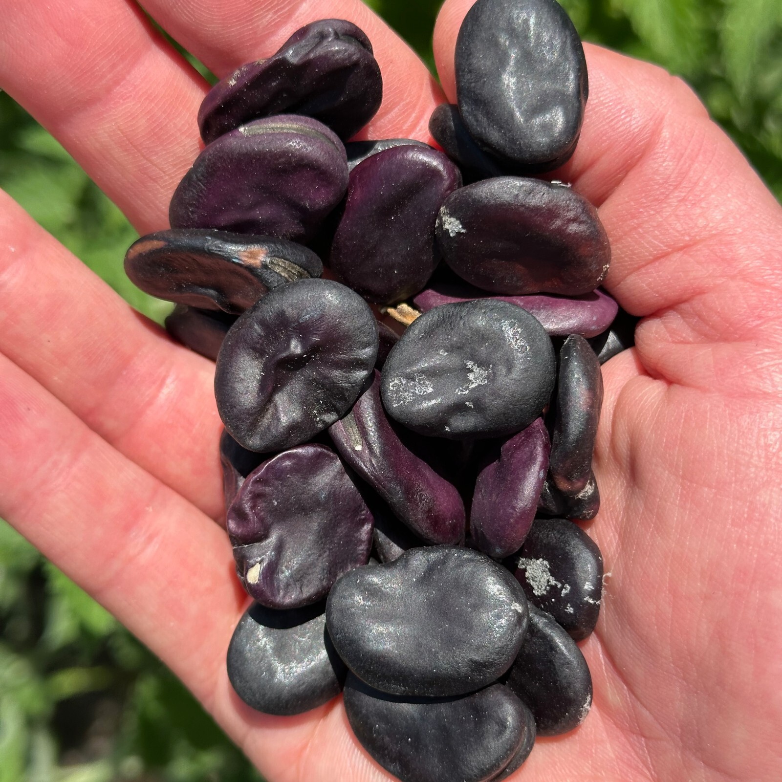 Negreta Purple Fava Bean Seed Packet – 10 seeds, Certified Organic Heirloom Faba