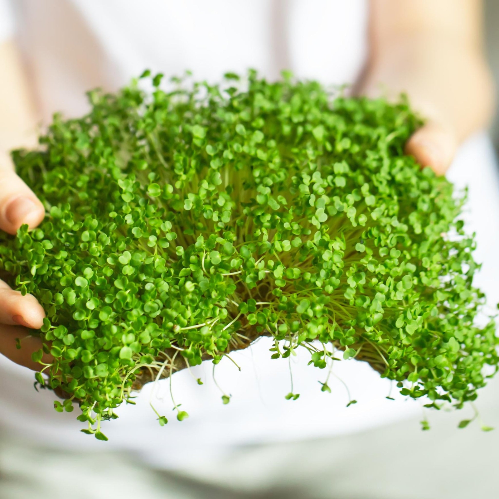 Arugula Microgreens – Seeds – Organic – Non Gmo – Heirloom Seeds – Microgreens