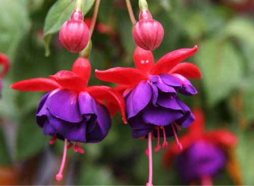 50pcs/bag Fuchsia Seeds Potted Flowers seeds,bonsai seeds.#1239