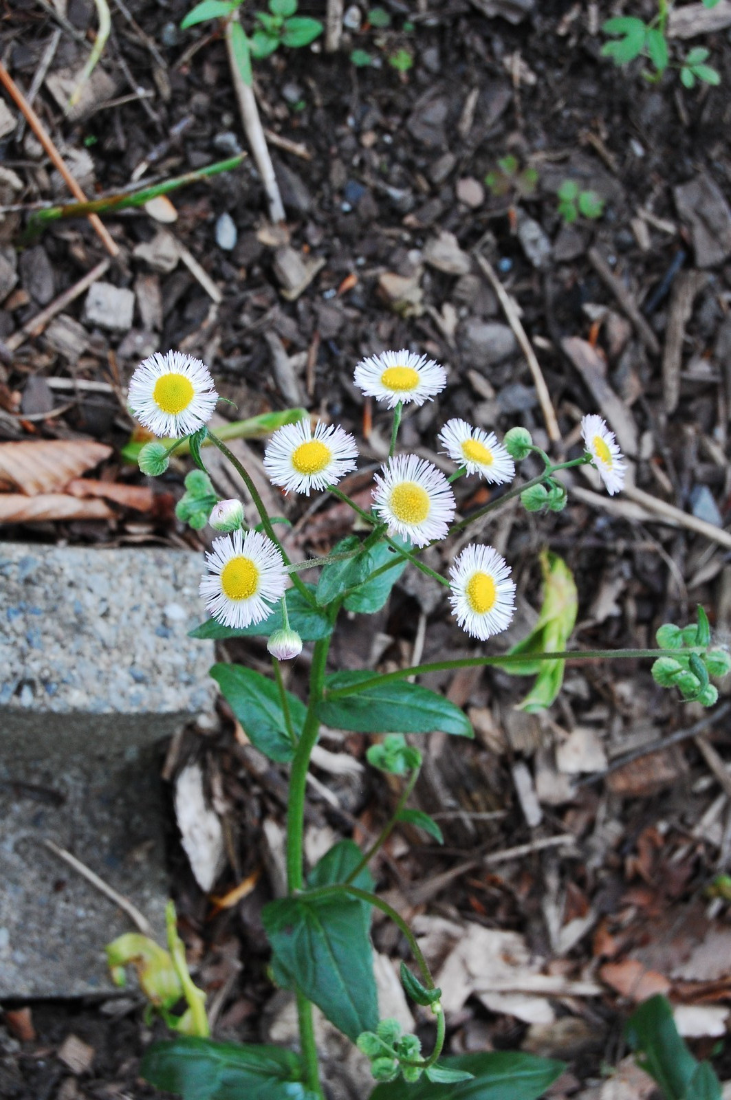 1/4 TSP + PHILADELPHIA FLEABANE DAISY SEEDS/Erigeron philadelphicus/NATIVE US