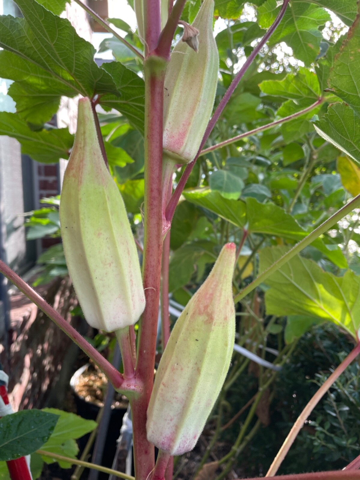 40+ Alabama Red Okra Seeds Heirloom NON-GMO
