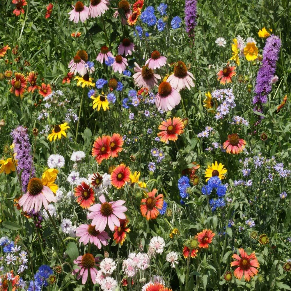 Northeast Wildflower Seed Mix, 19 Stunning Annuals & Perennials, FREE SHIPPING