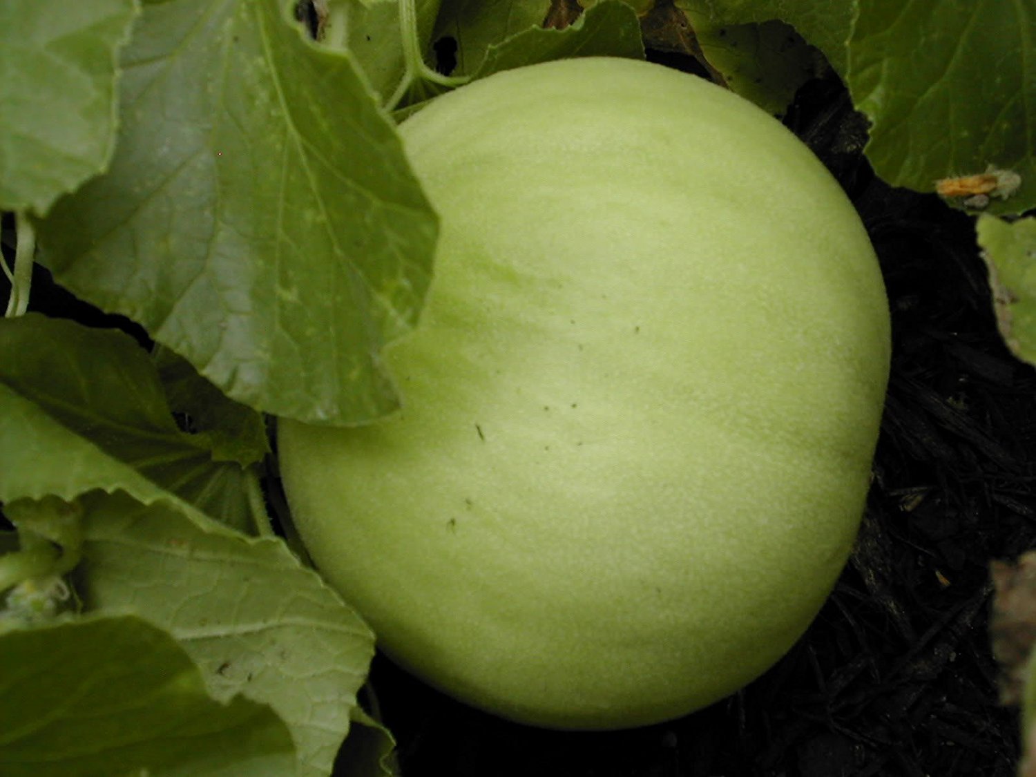 Honeydew Green Flesh Melon Seeds, NON-GMO, Variety Sizes Sold, FREE SHIPPING