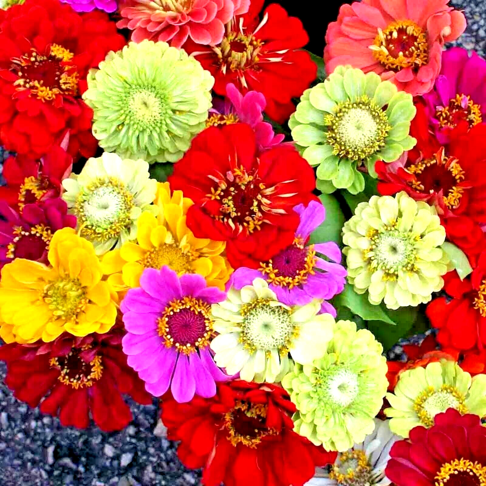 200+ ZINNIA GIANTS SEEDS SPRING MIX HUMMINGBIRDS FLOWERS HEAT TOLERANT BLOOMS US