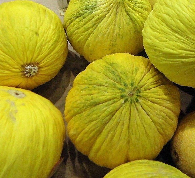 Golden Beauty Casaba Melon Seeds 30+ Yellow Fruit NON-GMO USA FREE SHIPPING