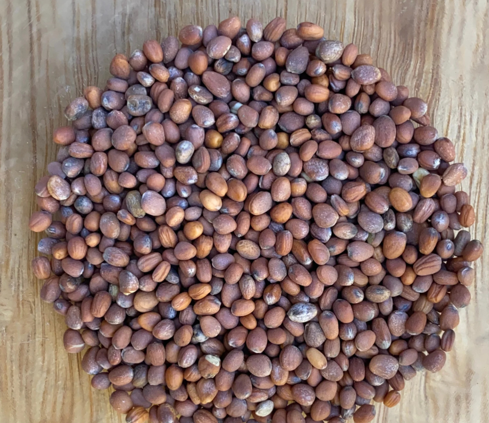 42,000+ Daikon Radish Seeds 1 lb – Non-GMO Cover Crop Seeds Free Shipping USA