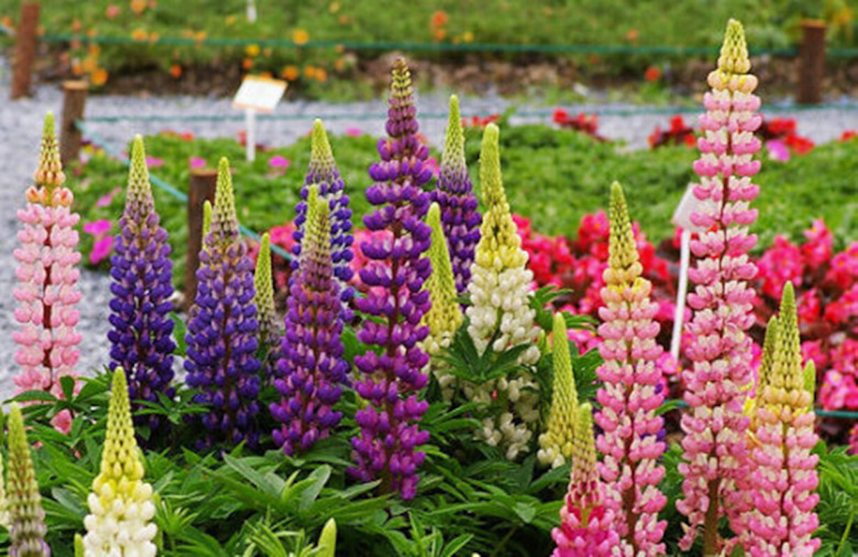 20 EXOTIC rare LUPINE SEEDS for garden flower beds plant bush USA SELLER USPS