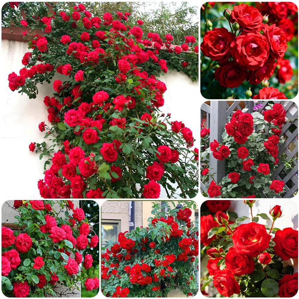 300+Climbing Rose Bush Seeds for Planting Outdoors-Perennial Flowering Plant …