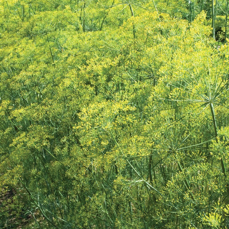 Dill Bouquet Seeds 1000+ Herb Spice Culinary Annual NON-GMO USA FREE SHIPPING