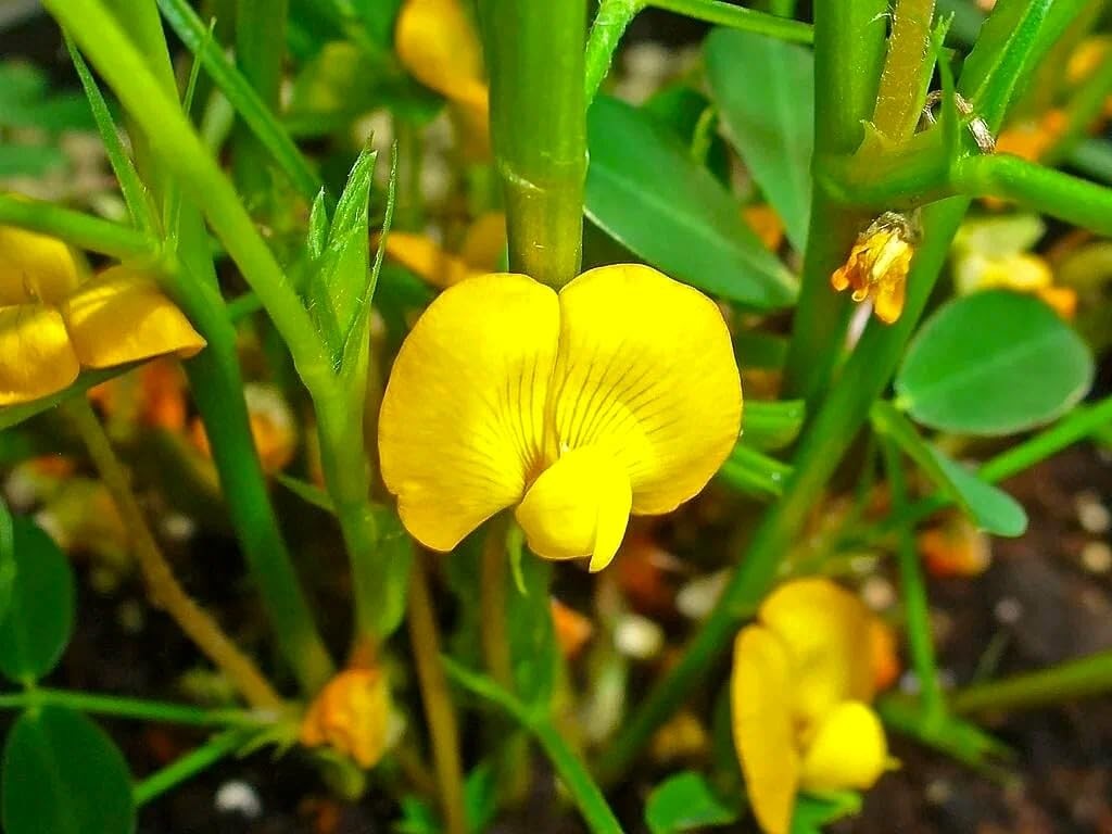Spanish Peanut Seeds – 10 Count for Growing Annual Warm-Season Plants