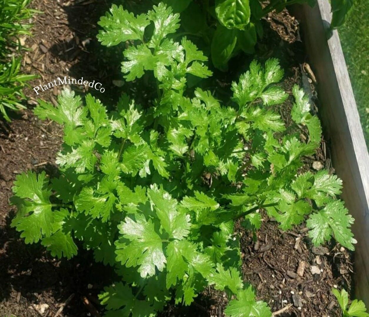 CILANTRO | Culinary Herb | Coriandrum sativum | Great Taste! | 50+ SEEDS