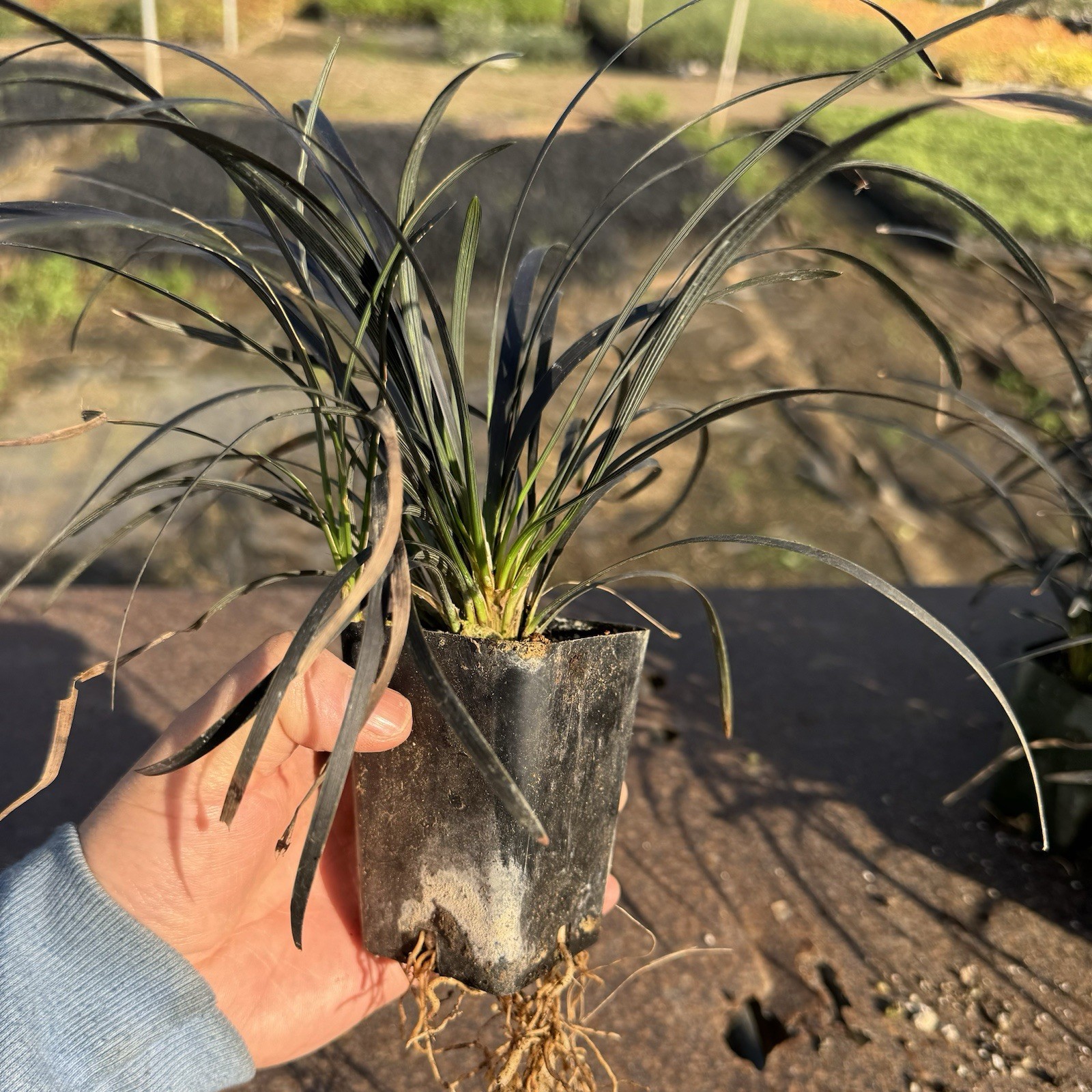 2 IN PACK, Black Mondo Grass, Ophiopogon planiscapus ‘Nigrescens’,TWO LivePlantS