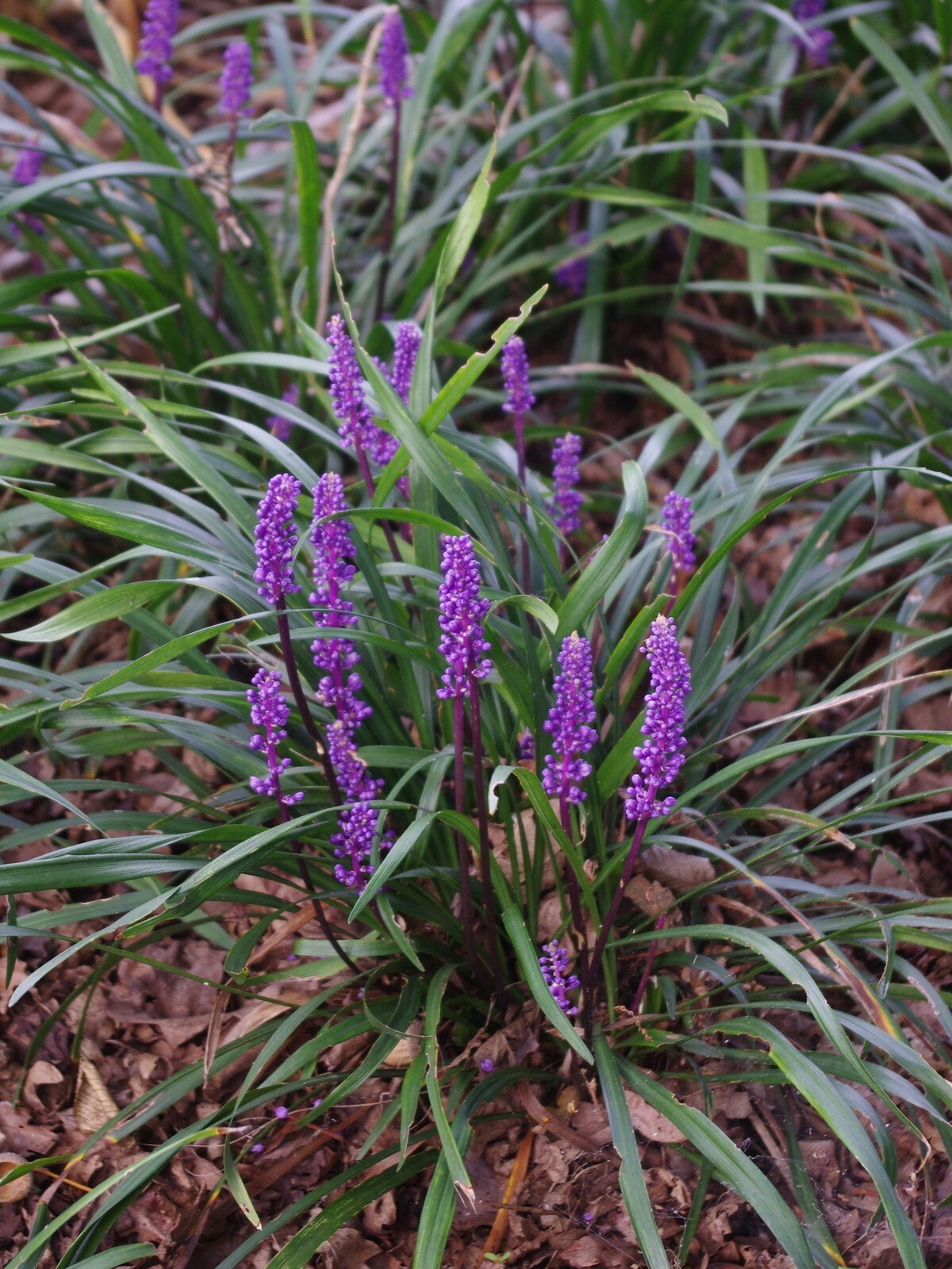 10 LILYTURF Flower Seeds Liriope Muscari Big Blue Lily Turf Clean Seed From 2024