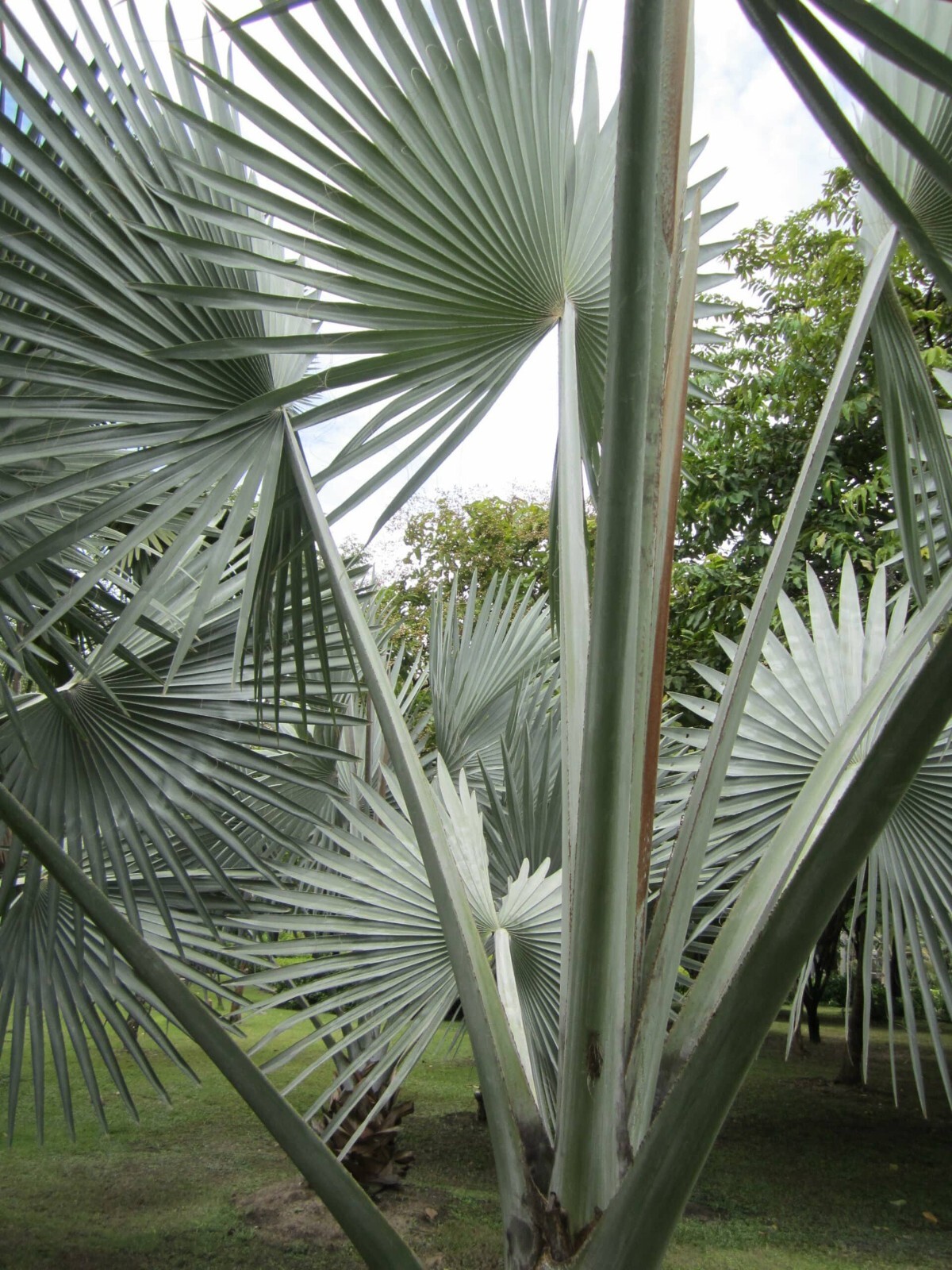 Silver Bismarckia Palm Tree – 5 Seeds, Bismarckia Nobilis 2024