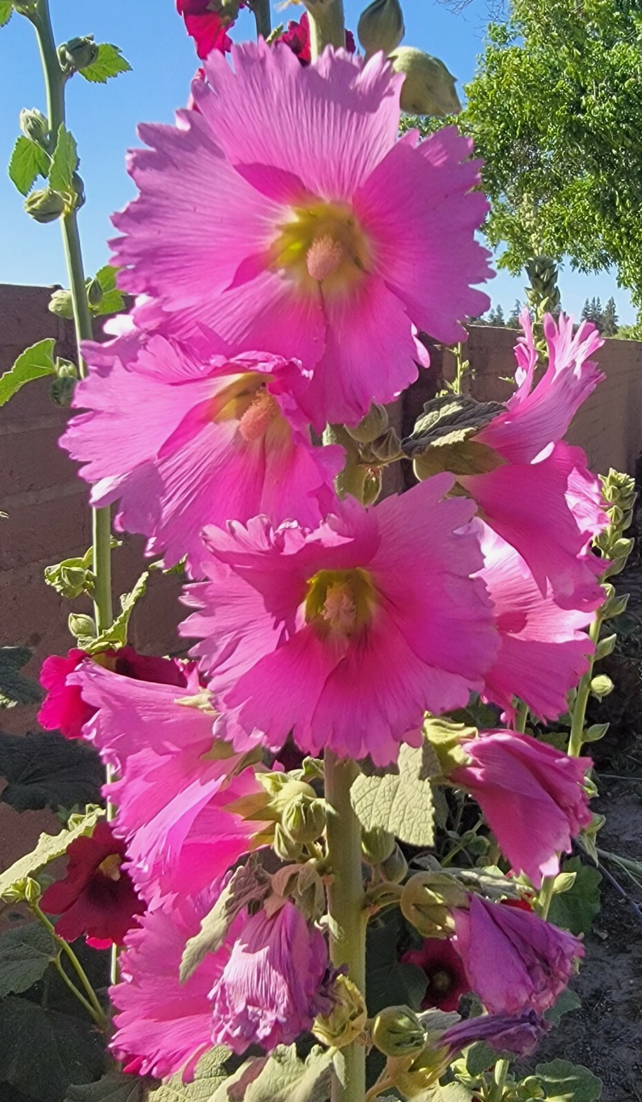 100 HOLLYHOCK  Flower Seeds Tall Beautiful Wildflowers Mystery Mixture Colors