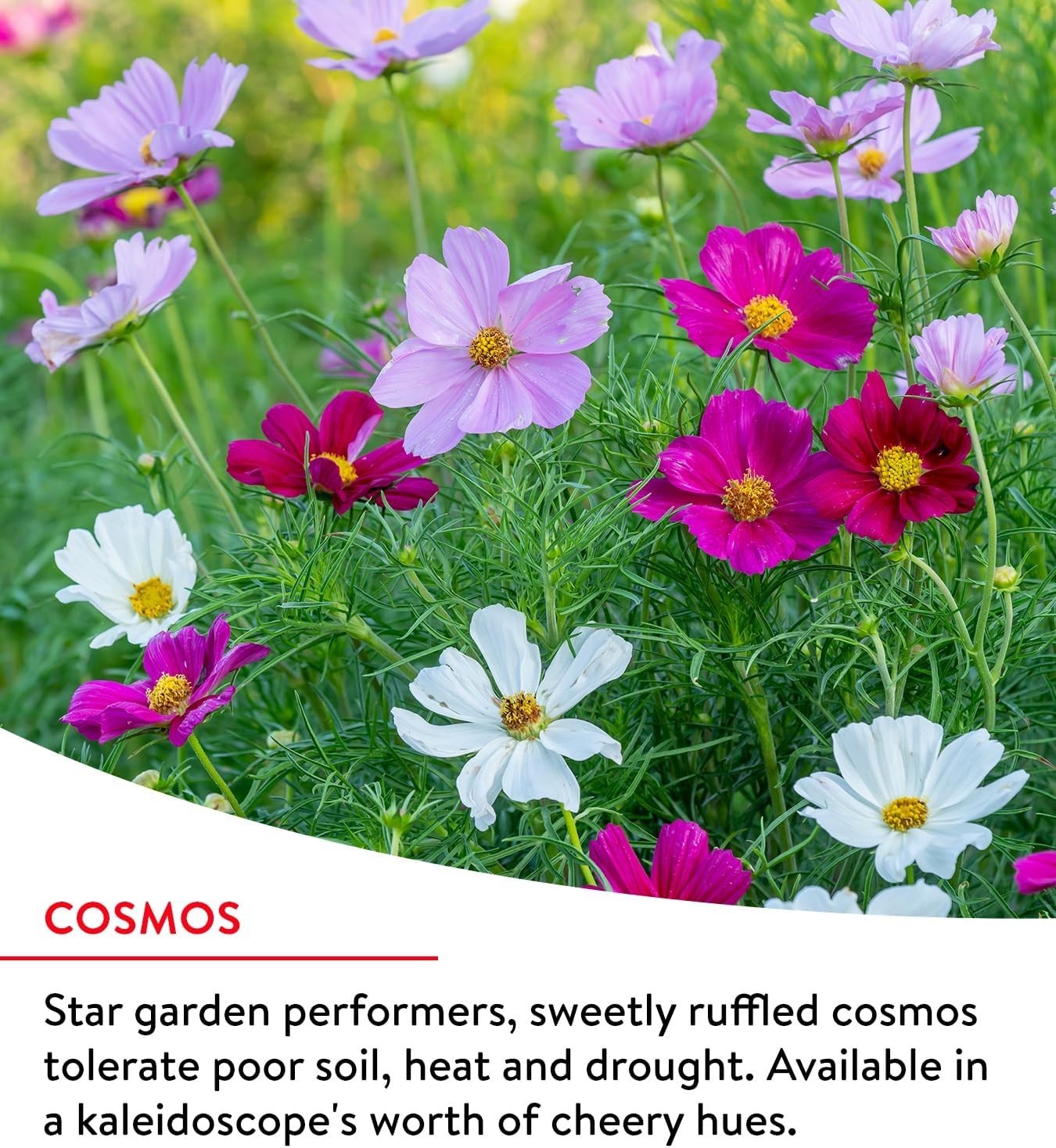 25,000 Non-GMO Fast Blooming Wildflower Seed Mix – 14 Varieties for Gardens
