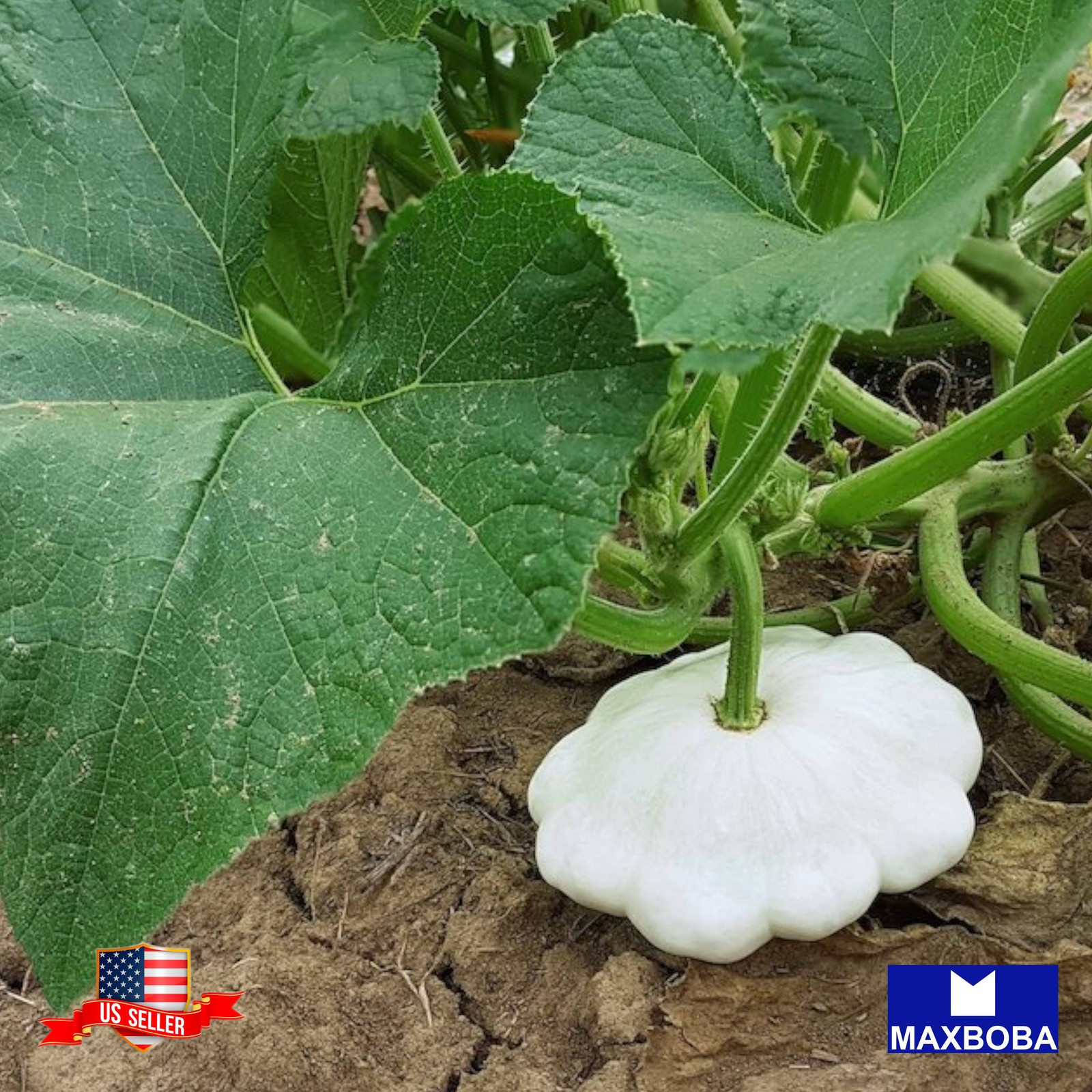 Squash 15 Seeds Summer Early White Bush Scallop Non-GMO Heirloom Vegetable