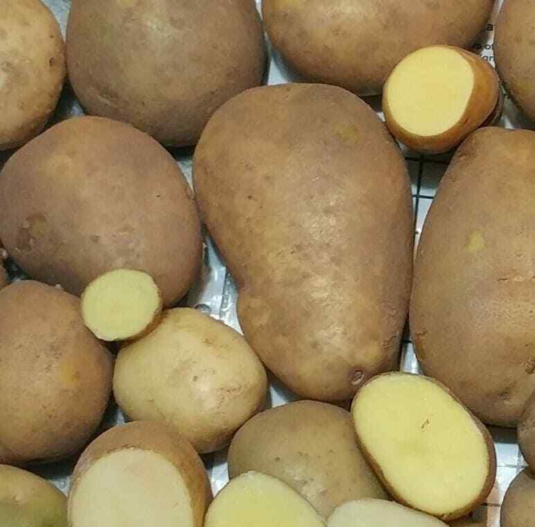50 TPS True Potato Seeds Russet Yellow ORGANIC mix Potatoes Berry Bred in USA