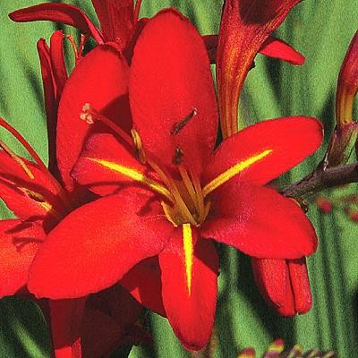 Crocosmia Vera Cruz 20 Plant Bulbs – Spring to Summer Red Blooms, Easy to Grow
