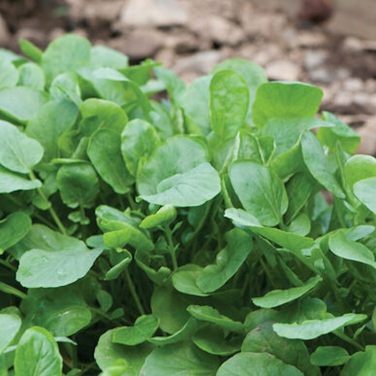 2000 Upland Cress Seeds Early Cress Creasy Greens Non-GMO Heirloom | USA Seller