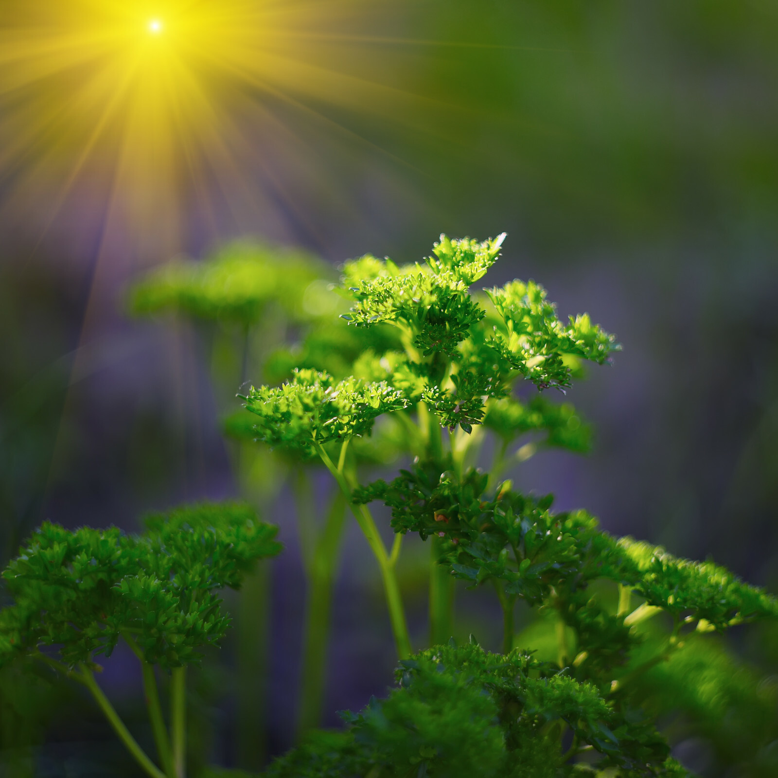 Culinary Herb Seeds Survival Kit or Grow Indoors: Basil Parsley Oregano Marjoram