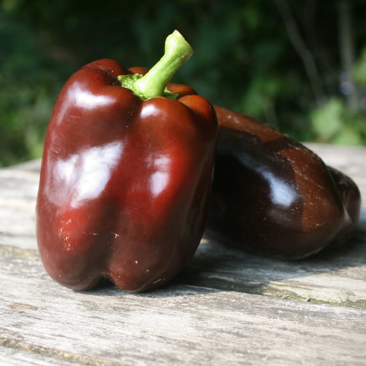 Chocolate Bell Pepper Seeds, Sweet Heirloom, Non-GMO, Organic, Free Shipping