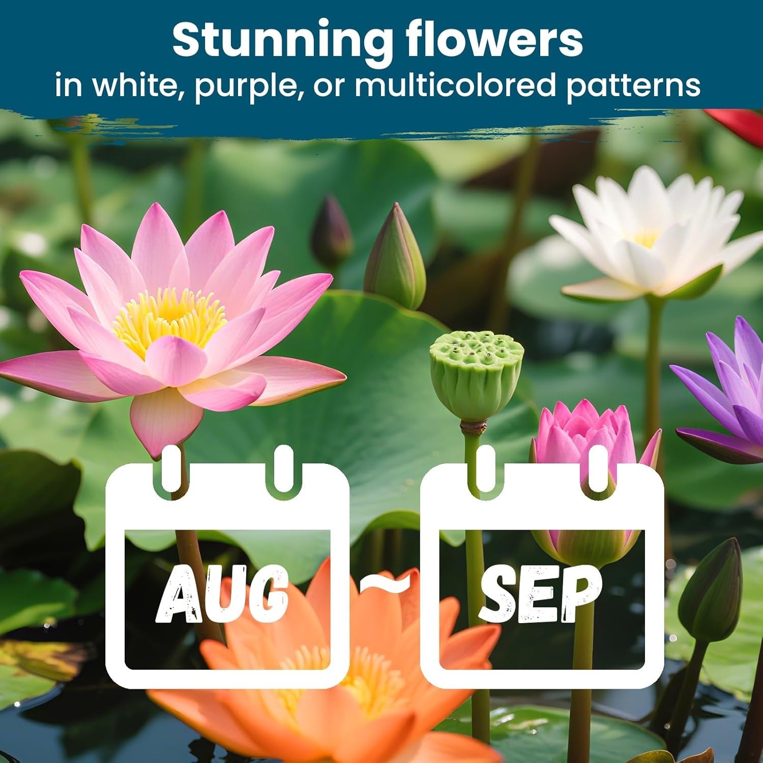 Heirloom Bowl Lotus Seeds – Indoor & Outdoor Mixed Colors for Stunning Gardens