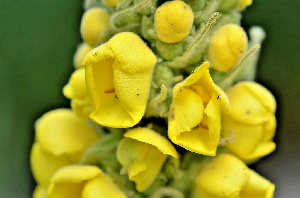 Great mullein 1000 seeds, wooly mullein, hardy 6-10′ tall, verbascum BULK seeds