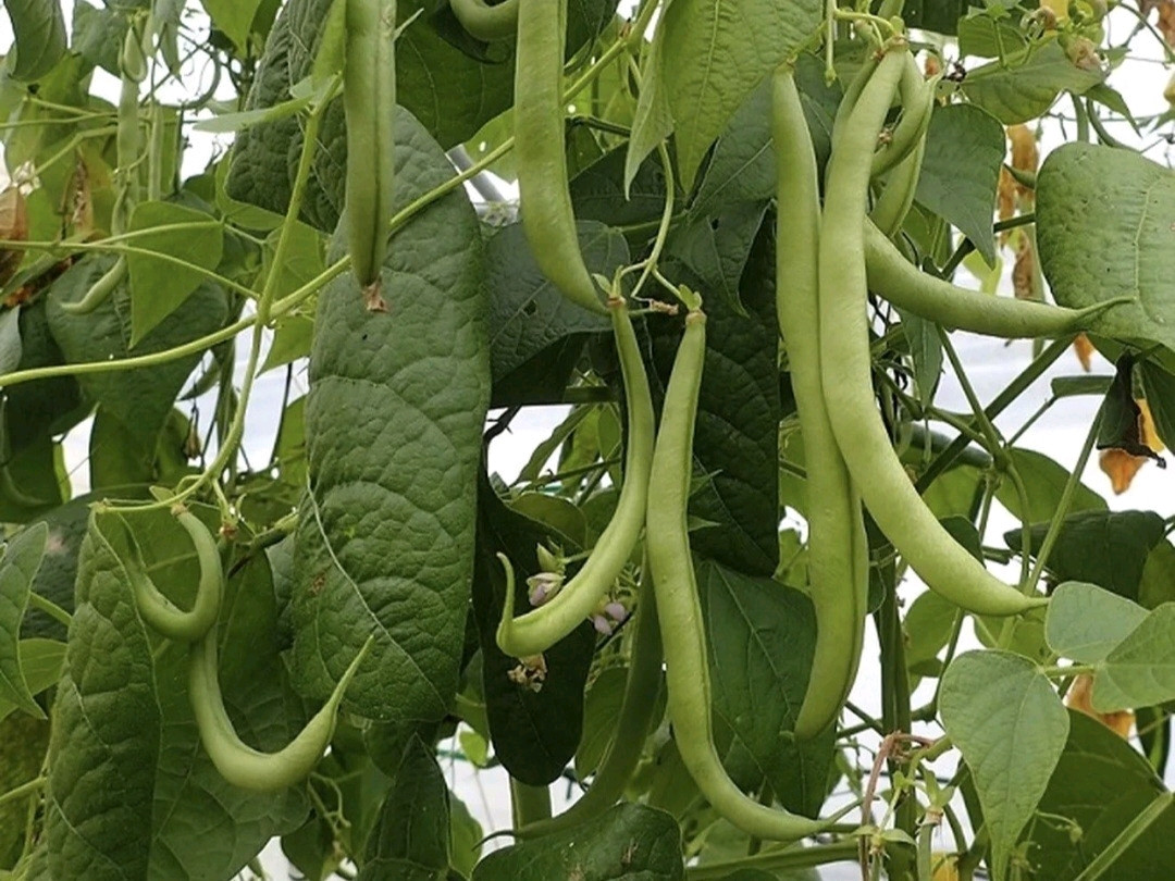 1/4 Pound Strike Bush Green Bean Seeds, NON-GMO,Organic Heavy Yields,