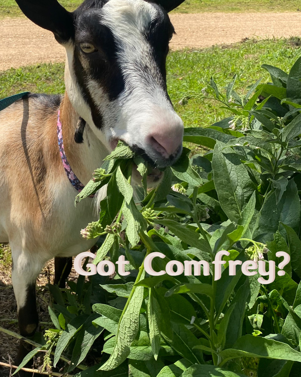 10 organic COMFREY Bocking 14 plants [not just roots] Healthy & Healing Herb