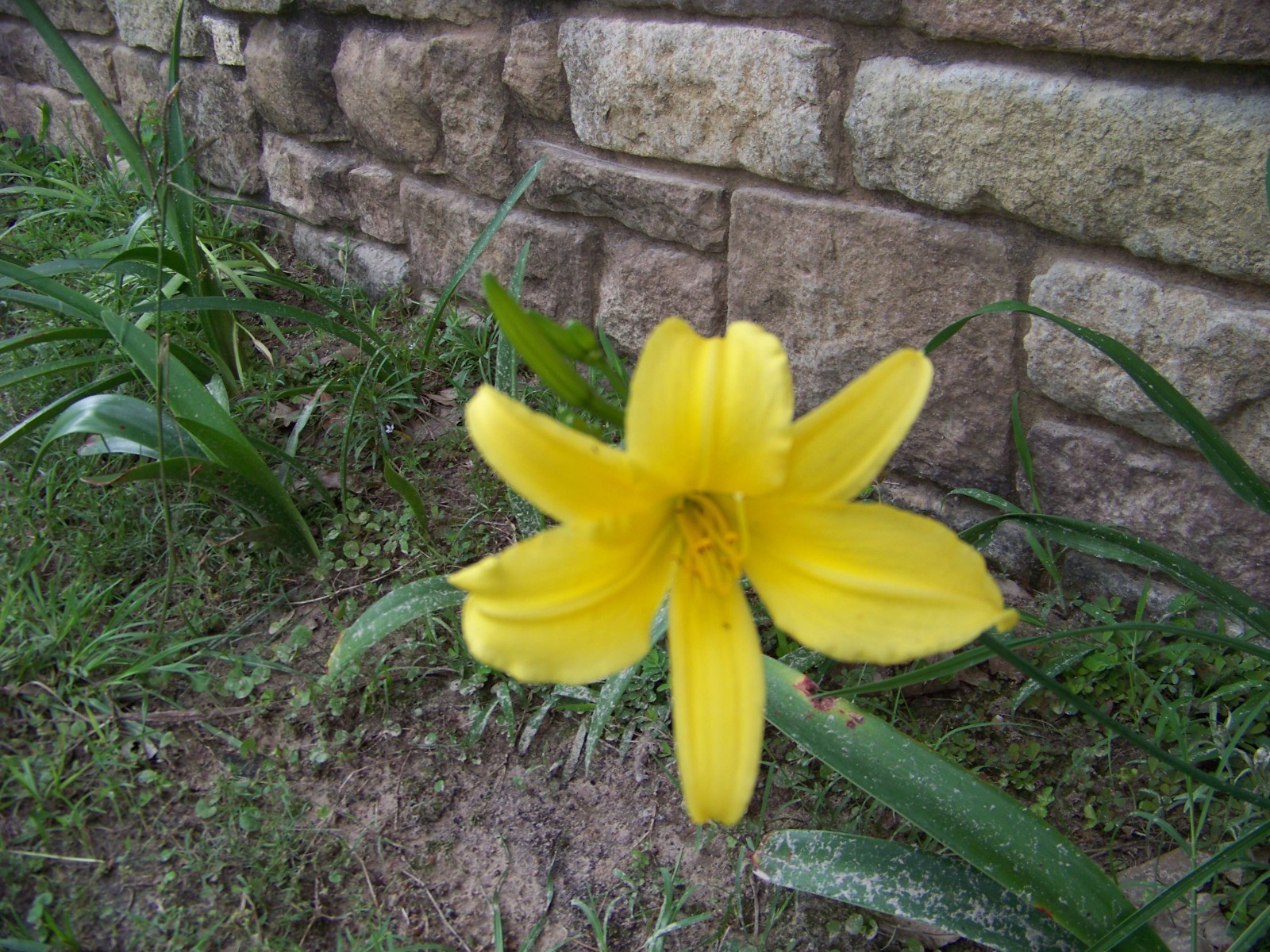 25 Flower Bulbs – Amaryllis, Daylilies, Crinum lilies, Iris, Gladiolus, & More