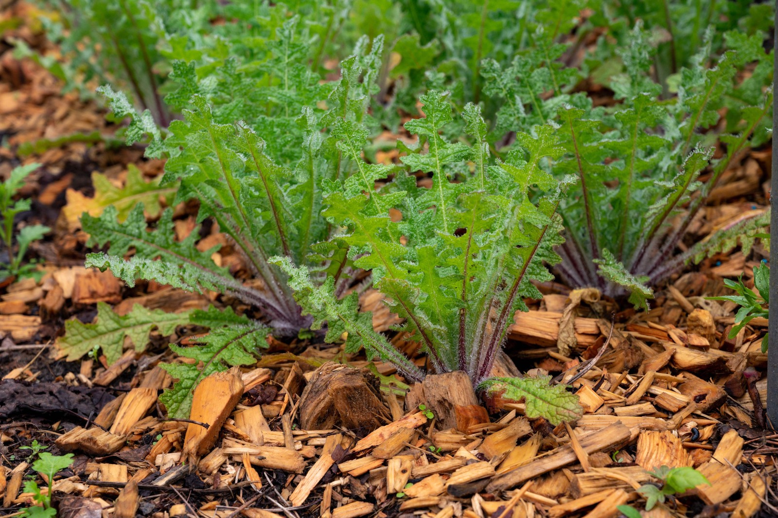 Blessed Thistle Seeds (Cnicus benedictus) ~Traditional Herb Pollinator Garden