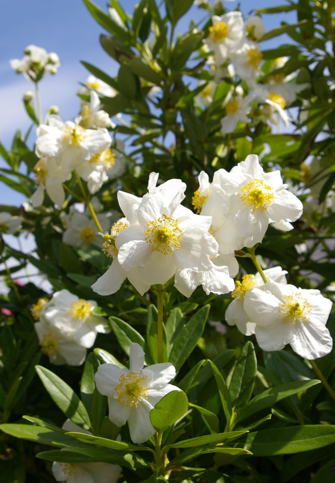 Carpenteria californica BUSH ANEMONE – 10 Seeds!