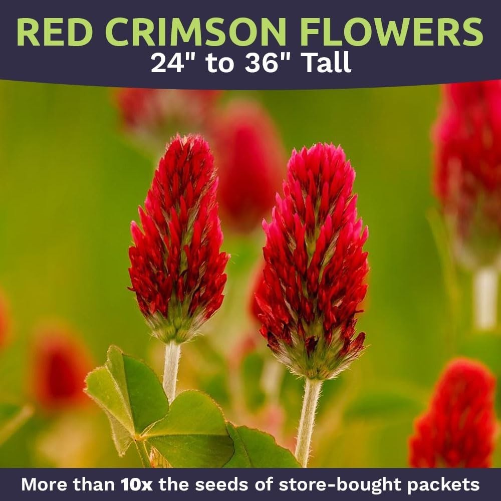 Crimson Clover Seeds for Planting – Bulk 5 Pounds – Over 400,000 Open Pollina…