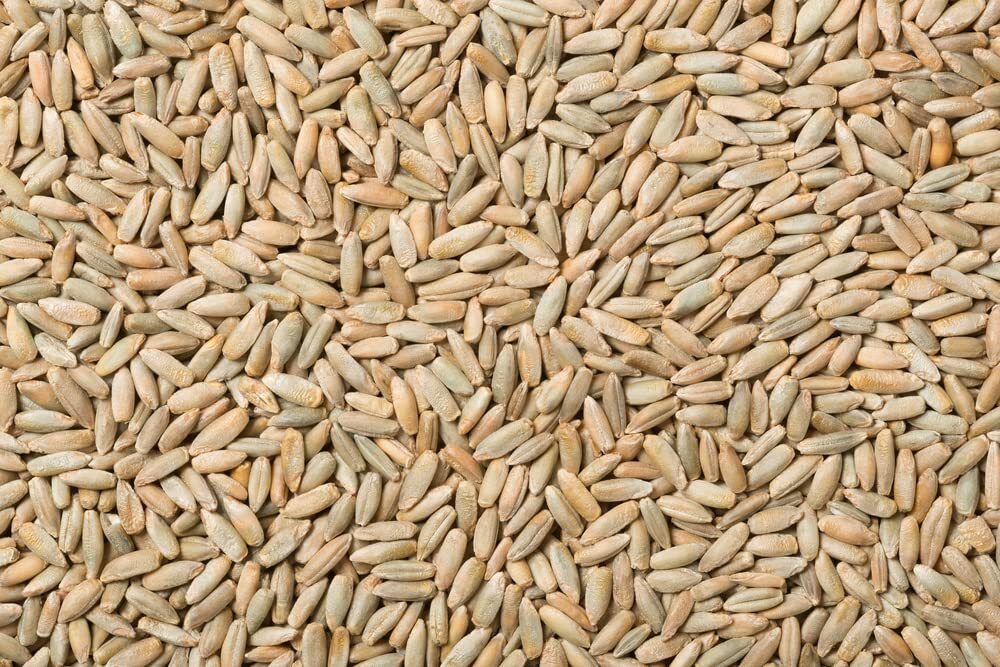 1,000 Seeds – No-Till Winter Rye Cover Crop Seeds – Non-GMO Rye – Deer & Turkey