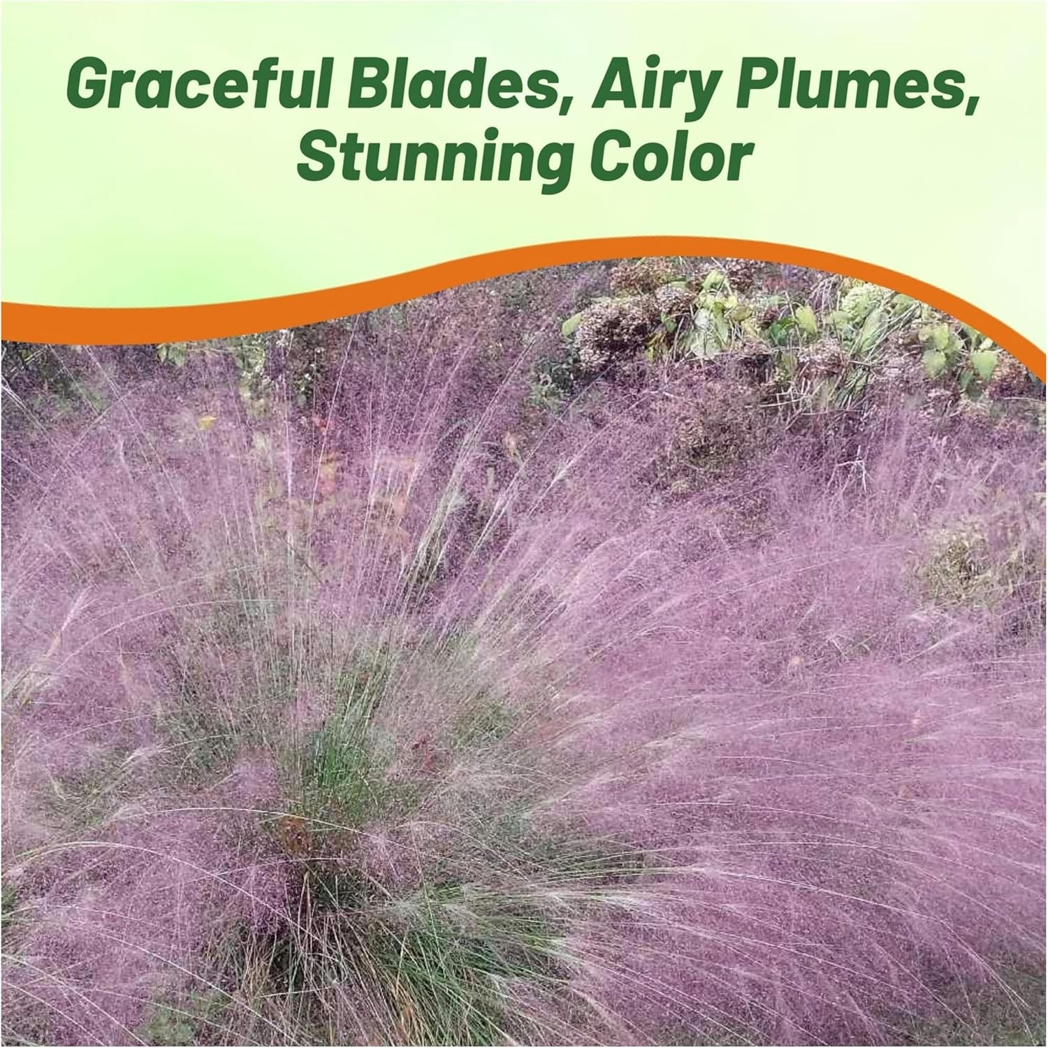 1000 Seeds Drought Tolerant Love Grass Eragrostis Spectabilis Ornamental