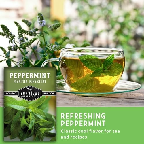 – Peppermint Seed for Planting – Mentha Piperita Packet with Instructions to 1