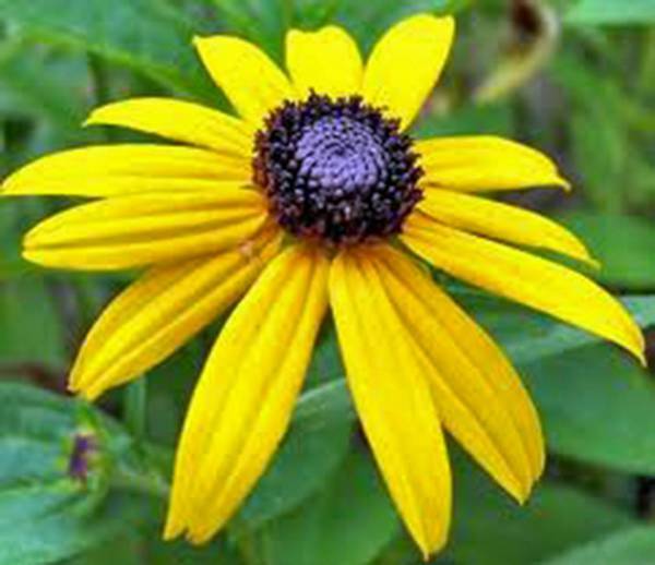 BLACK EYED SUSAN 1000+ SEEDS BEAUTIFUL VIVID BRIGHT COLORFUL FLOWERS