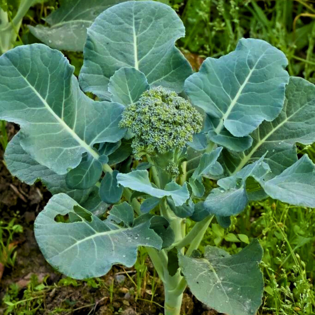 Fresh Premium Broccoli Seeds | Waltham 29 | Heirloom Non-GMO | Vegetable Seeds