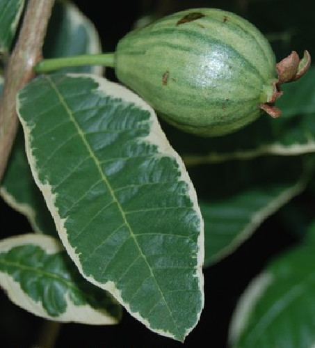 Variegated Thai Pink Guava 20 seeds