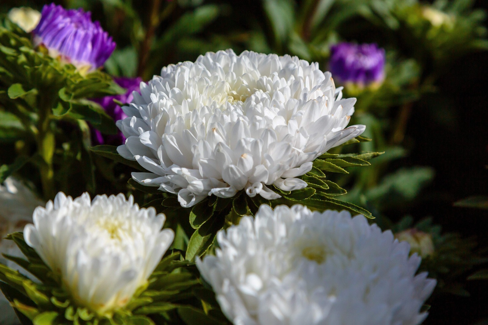 30 MIXED PAEONY ASTER Callistephus Peony Red Pink Blue Purple + Flower Seeds