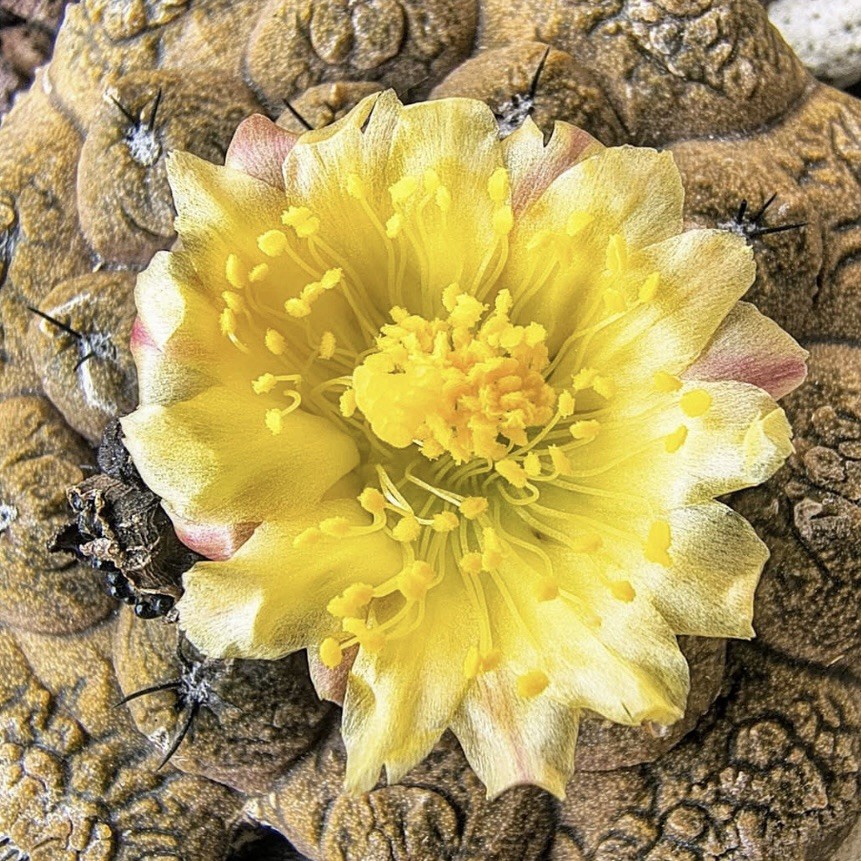 (10) Pack RARE SEEDS Copiapoa Hypogaea v. Barquitensis “Lizard Skin” US SELLER
