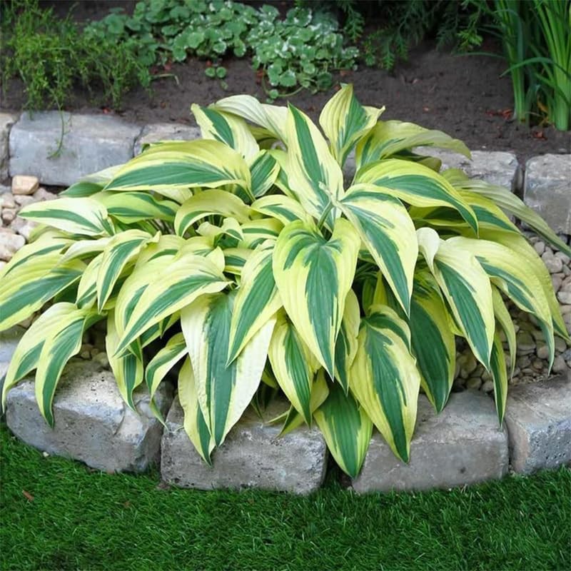 170+ Mixed Hosta Seeds for Perennial Shade Garden Planting