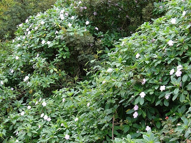 Impatiens sodenii subsp. oliveri | Poor Man’s Rhododendron | 10 Seeds