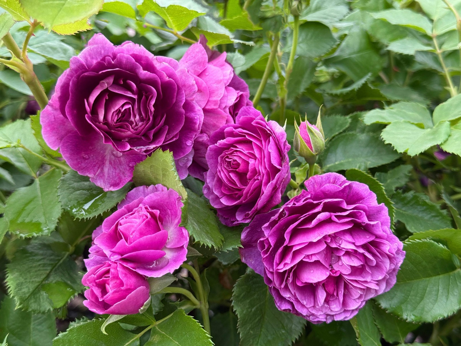 5 PURPLE ROSE Rosa Floribunda Bush Shrub Perennial Flower Seeds *Flat S/H