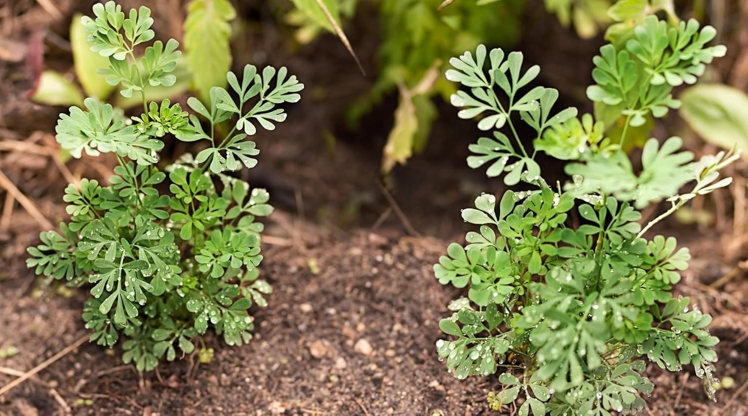 150 Open Pollinated Rue Seeds – Attracts Swallowtail Butterflies & Deters Cats
