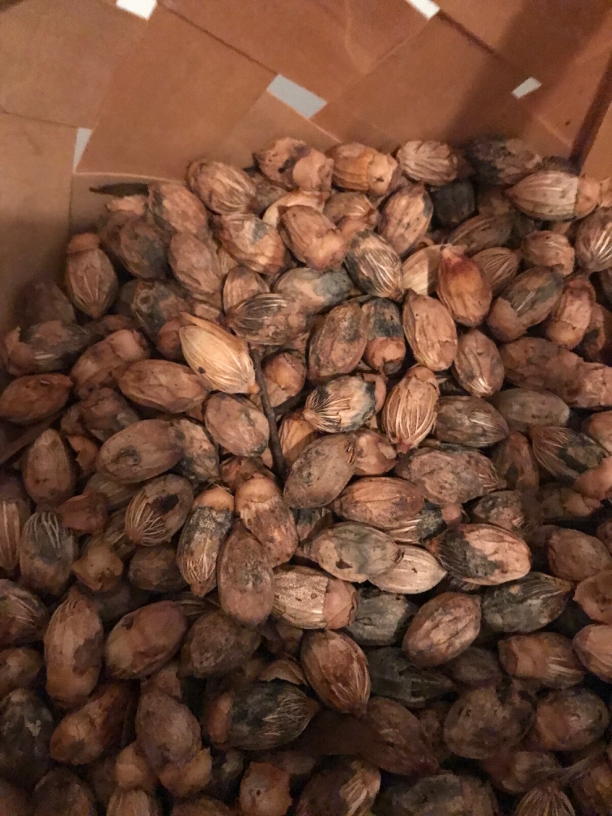 35 Tropical Christmas Palm Tree Adonidia Merrillii Live Dwalf Royal Palm Seeds